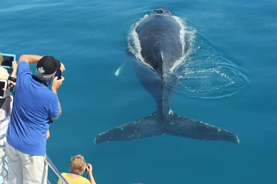 Hervey Bay Whale Odyssey Cruise - Why Platypus Bay makes a difference