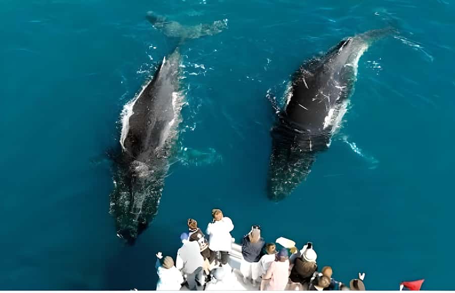 Hervey Bay Whale Odyssey Cruise - Six hours with the whales