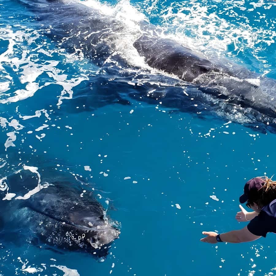 Hervey Bay Whale Odyssey Cruise - The whale calendar from July to October