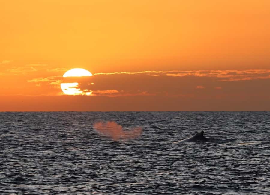 Hervey Bay Whale Odyssey Cruise - Food that turns a boat trip into a full day