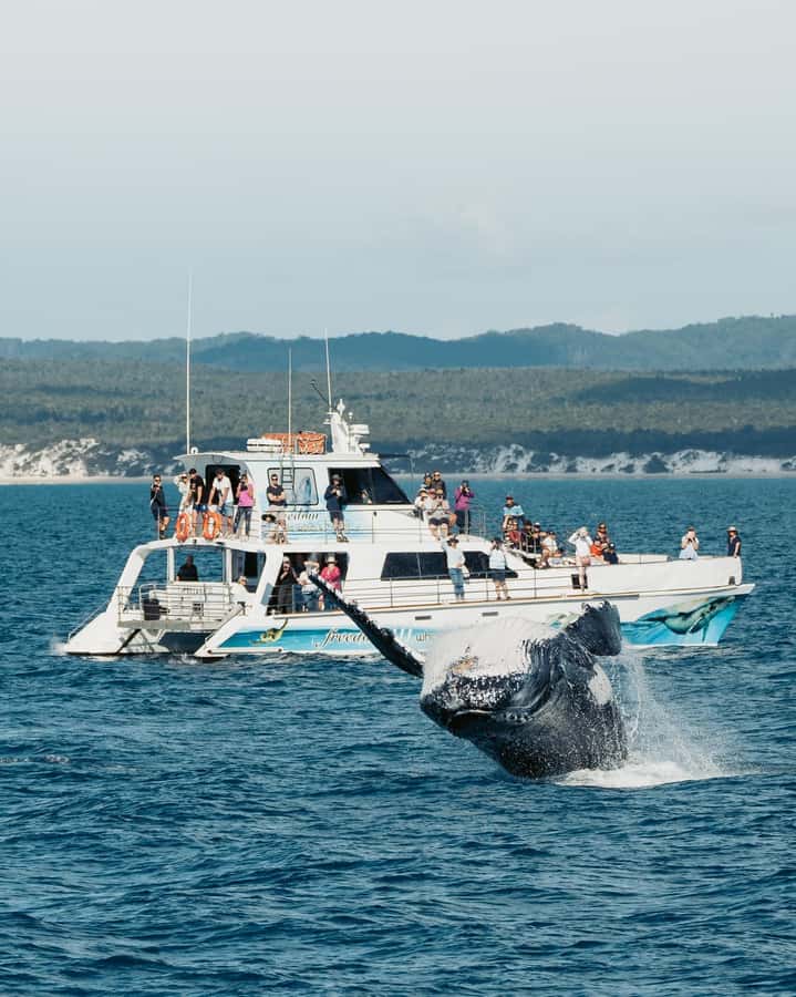 Hervey Bay Whale Odyssey Cruise - A crew that keeps the mood relaxed