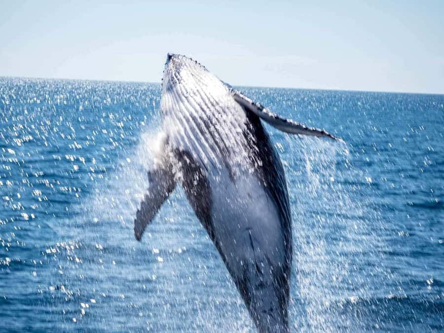 Hervey Bay Whale Odyssey Cruise - Comfort, access, and seasickness