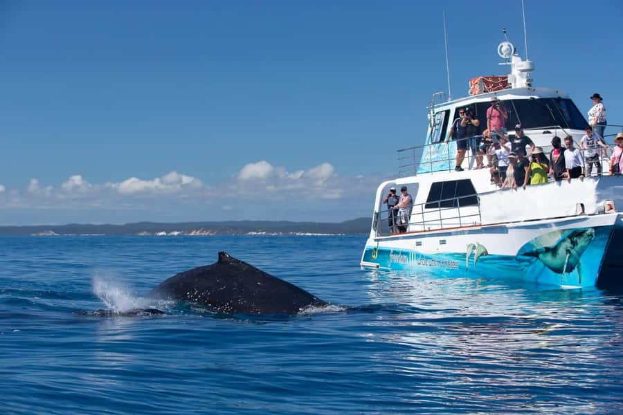 Hervey Bay Whale Odyssey Cruise - How this cruise compares with a quick whale outing