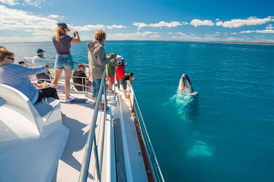 Hervey Bay Whale Odyssey Cruise - A leisurely start from Urangan