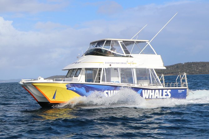 Hervey Bay Whale Swim and Watch - Key points at a glance