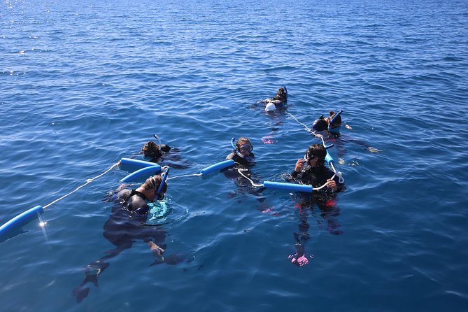 Hervey Bay Whale Swim and Watch - A six-hour day beside K’gari