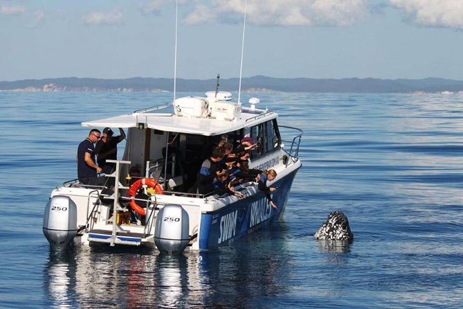 Hervey Bay Whale Swim and Watch - How the whale swim works