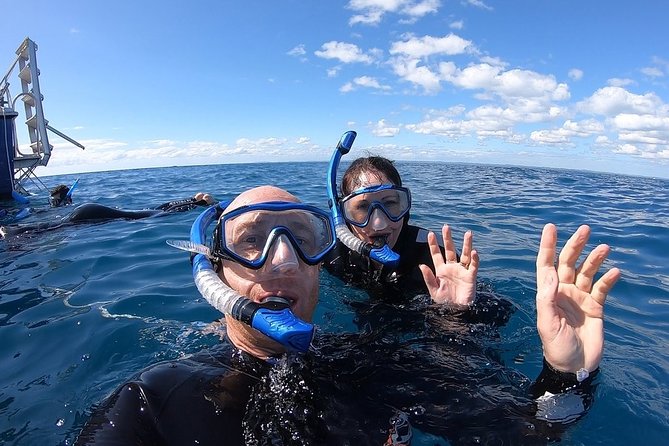 Hervey Bay Whale Swim and Watch - Is $125.43 good value?