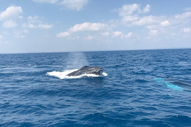 Hervey Bay Whale Swim and Watch - Why Hervey Bay is made for whale watching