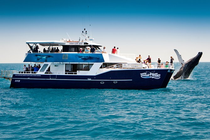 Hervey Bay Whale Watching Cruise - Key points at a glance