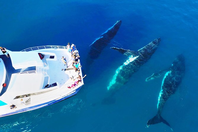 Hervey Bay Whale Watching Cruise - The four-hour cruise, step by step