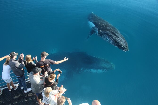 Hervey Bay Whale Watching Cruise - Food, drinks, and family comforts