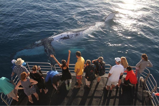 Hervey Bay Whale Watching Cruise - The sea conditions and seasickness question