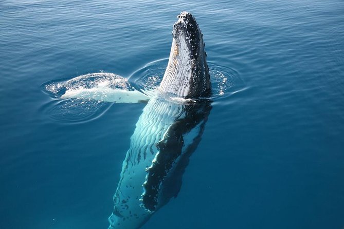 Hervey Bay Whale Watching Cruise - Is $105.09 good value?