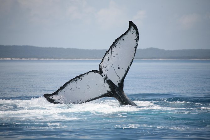 Hervey Bay Whale Watching Cruise - Who should book this cruise?
