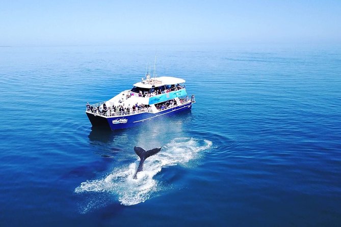 Hervey Bay Whale Watching Cruise - A catamaran built for watching whales