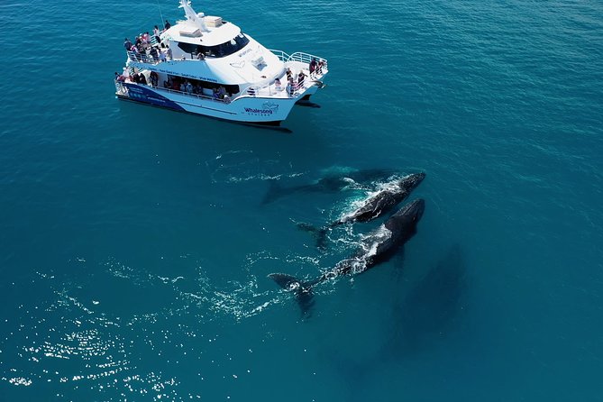 Hervey Bay Whale Watching Experience - Leaving Great Sandy Straits Marina for Platypus Bay