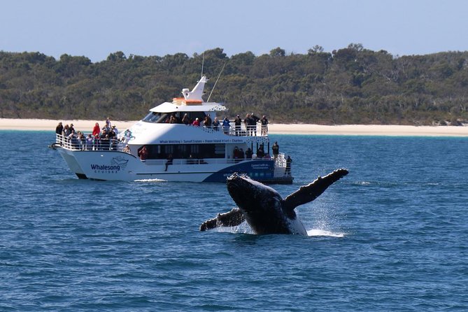 Hervey Bay Whale Watching Experience - Captain Commentary, Whale Calls, and Underwater Cameras