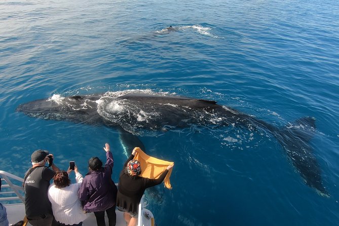 Hervey Bay Whale Watching Experience - Meals on Board and the Practical Comforts