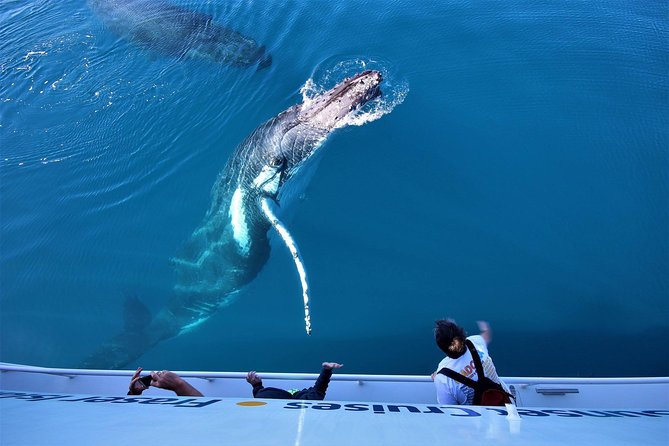 Hervey Bay Whale Watching Experience - Space, Group Size, and Family Suitability