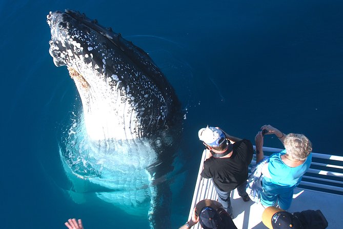 Hervey Bay Whale Watching Experience - The Main Event: Whales Resting and Playing Beside the Boat