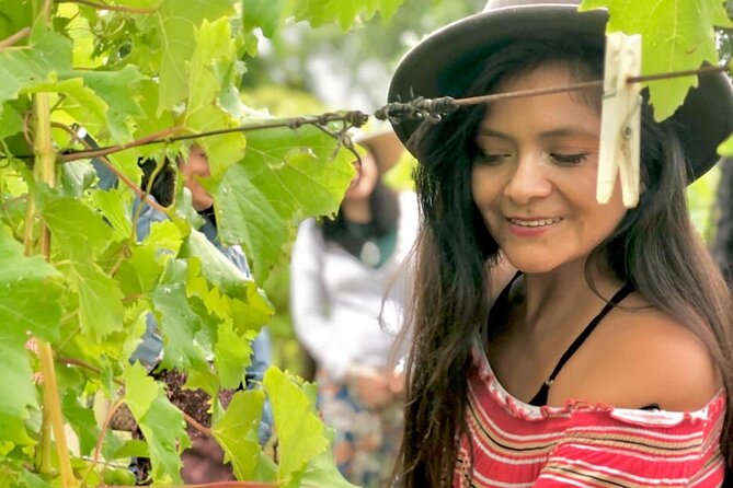 Hinterland Heritage Wine Tour - Albert River Wines and the old Queensland homestead