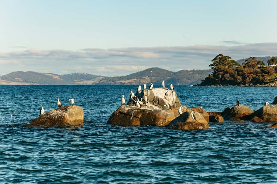 Hobart: 2.5-hour Iron Pot Lighthouse Cruise - Setting Out From Franklin Wharf