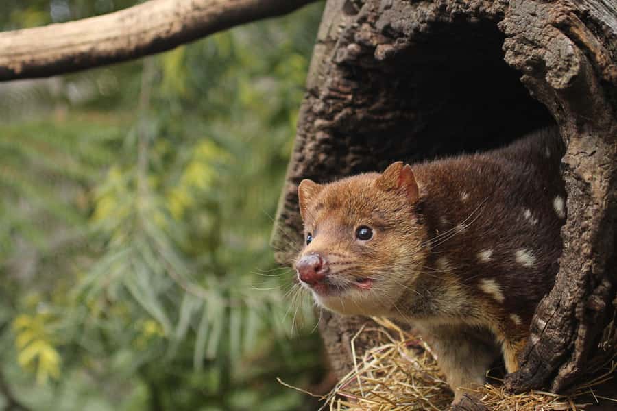 Hobart: Admission Ticket to Bonorong Wildlife Sanctuary - Key points at a glance