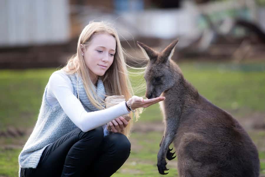 Hobart: Admission Ticket to Bonorong Wildlife Sanctuary - Meeting Tasmania’s wildlife at Bonorong