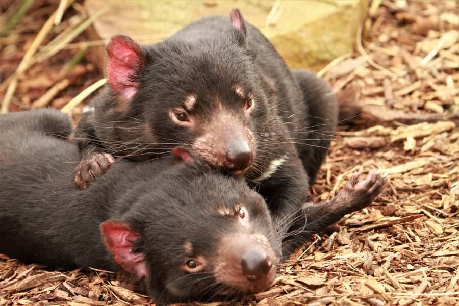 Hobart: Admission Ticket to Bonorong Wildlife Sanctuary - Why the keeper talks matter