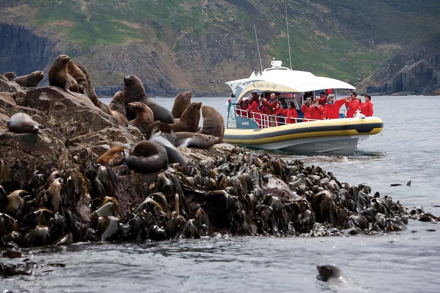 Hobart: Bruny Island Wilderness Coast Eco Cruise with Lunch - Should you book it?