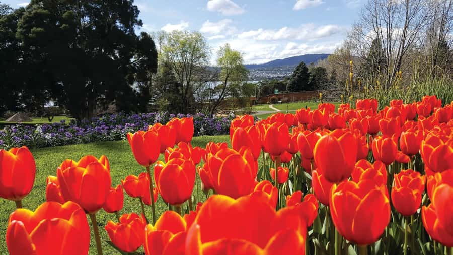 Hobart City Sightseeing Tour including MONA Ticket - Why this Hobart day works well