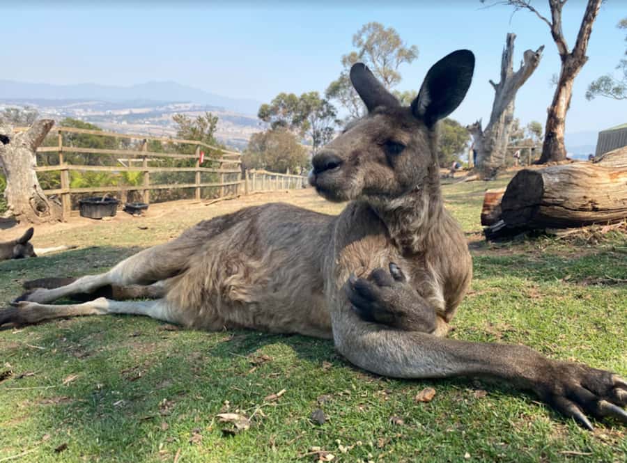 Hobart Highlights Day Tour - Who will enjoy this Hobart tour most?