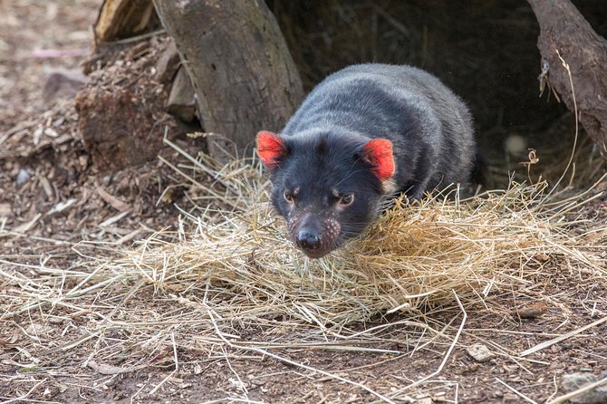 Hobart Highlights Day Tour - A full day that connects Hobart’s big sights