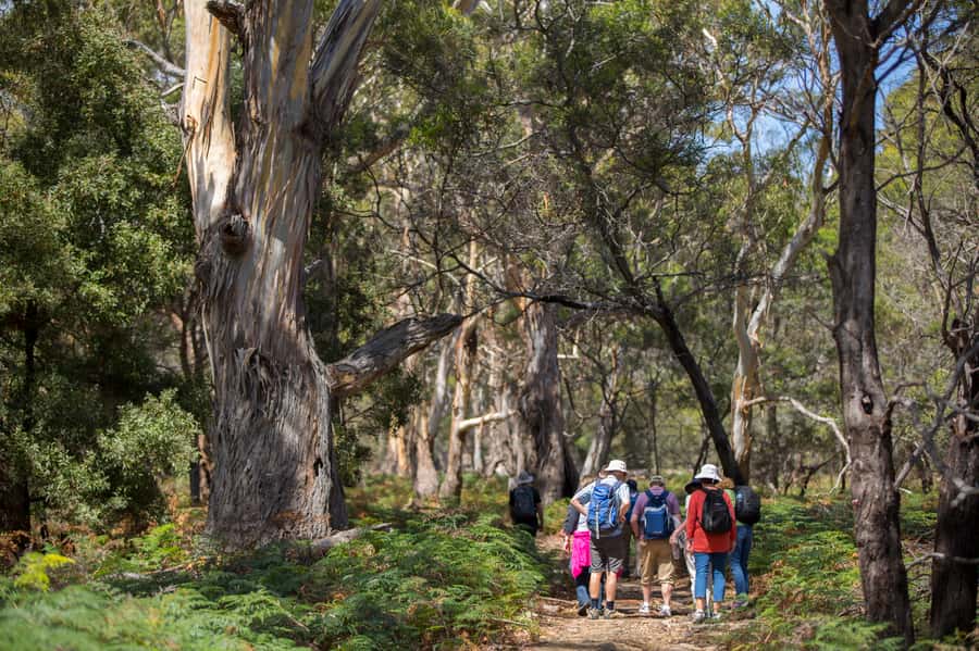 Hobart: Maria Island National Park Active Full-Day Tour - Why Maria Island feels so different