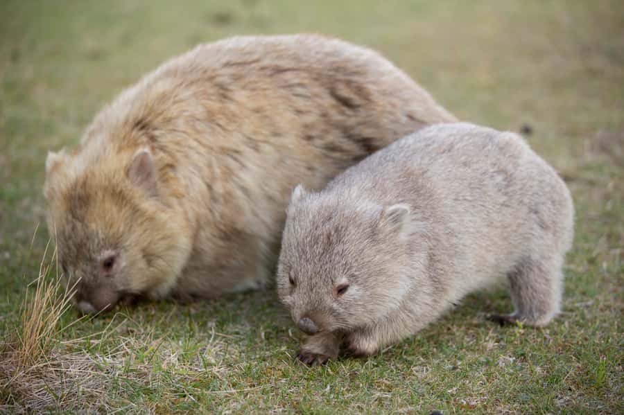 Hobart: Maria Island National Park Active Full-Day Tour - The ferry crossing to Maria Island