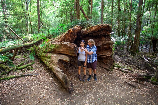 Hobart: Mt. Field, Mt Wellington & Wildlife - Active Day Tour - Tall Trees and the Three Falls Circuit
