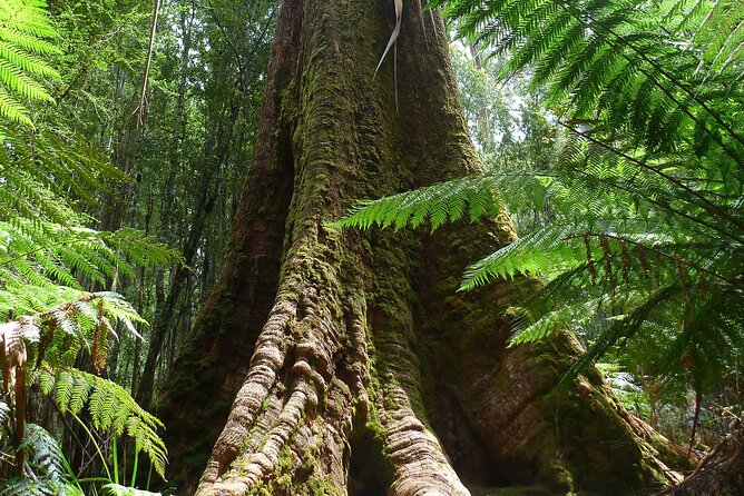 Hobart: Mt. Field, Mt Wellington & Wildlife - Active Day Tour - Bonorong Wildlife Sanctuary brings Tasmania close