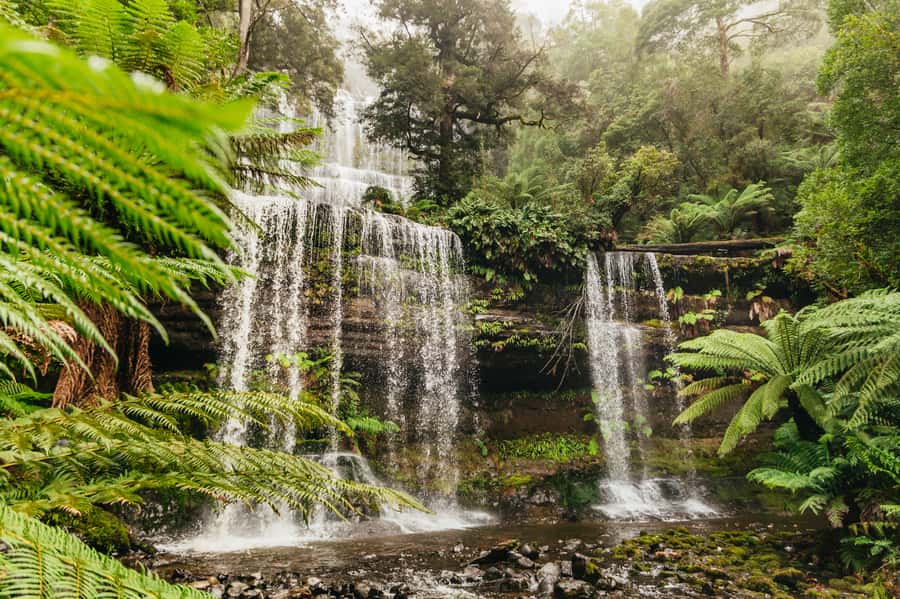 Hobart: Mt Wellington, Mt Field, Bonorong and Richmond Trip - Key points to know before booking