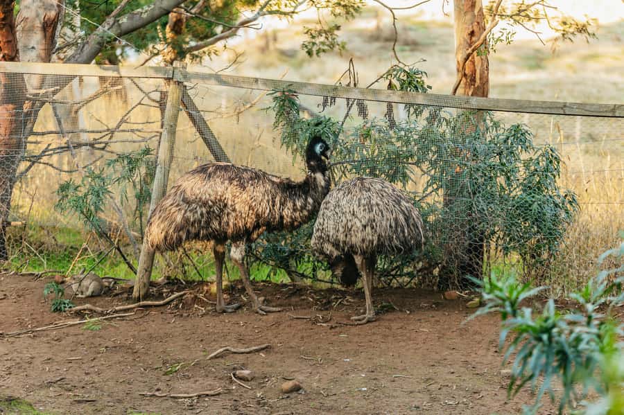 Hobart: Mt Wellington, Mt Field, Bonorong and Richmond Trip - Bonorong Wildlife Sanctuary and Tasmanian animals