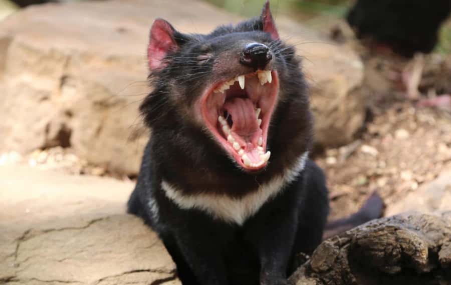 Hobart: Mt Wellington, Richmond, & Bonorong Wildlife Tour - Who will get the most from this tour