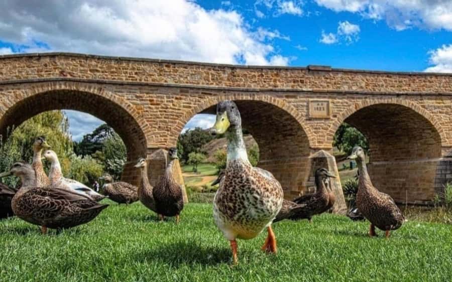 Hobart: Mt Wellington, Richmond, & Bonorong Wildlife Tour - Practical ways to make the day better