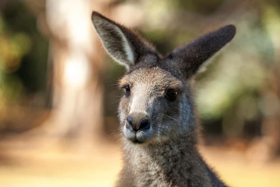 Hobart: Port Arthur, Richmond & Tassie Devil - Active Tour - Port Arthur, where the past feels close