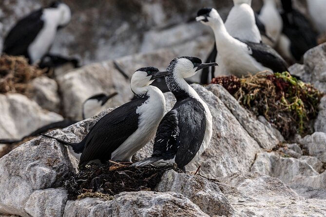 Hobart Sightseeing Cruise including Iron Pot Lighthouse - Betsey Island, sea caves, and Hope Beach