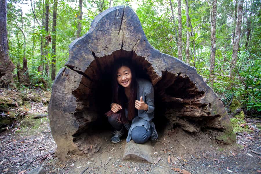 Hobart: Tahune Airwalk & Hastings Caves - Active Day Tour - Key points at a glance