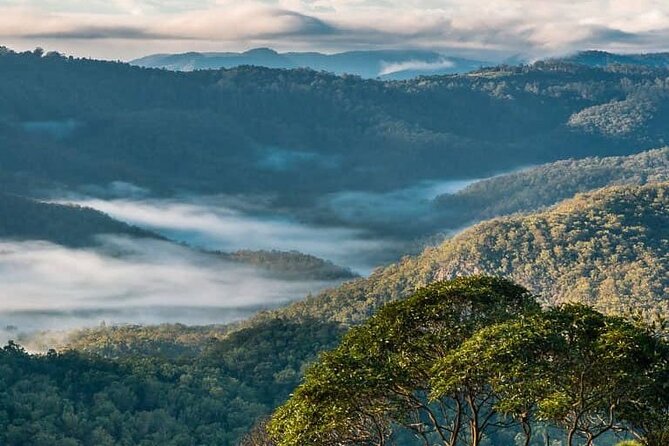 Hop on Hop Off Bus - Tamborine Mountain - Gallery Walk: shops, tastings, and easy browsing