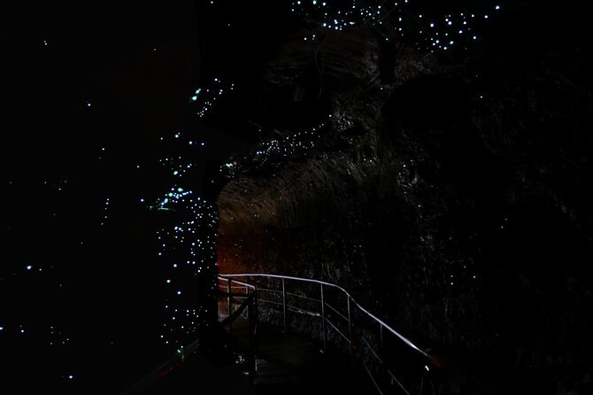 Hop on Hop off - Tamborine Rainforest Skywalk + Glow Worm Caves - What the day on Tamborine Mountain is really like