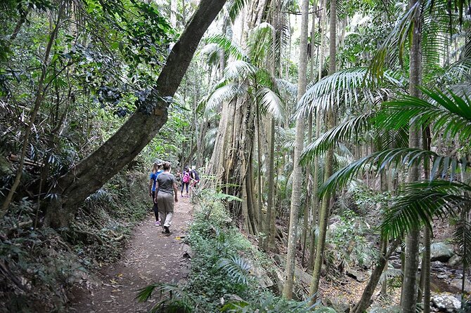 Hop on Hop off - Tamborine Rainforest Skywalk + Glow Worm Caves - Booking and cancellation details