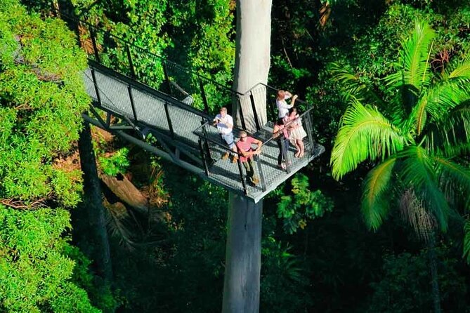 Hop on Hop off - Tamborine Rainforest Skywalk + Glow Worm Caves - Walking above the rainforest at the Skywalk