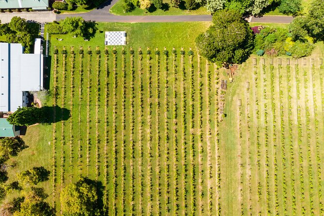 Hop on Hop off Wine tasting tour to Tamborine Mountain - Gallery Walk and mountain free time